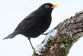 Amsel